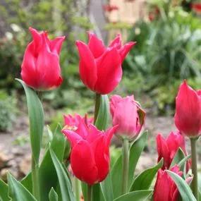 Yonina Tulip (Tulipa Yonina) Img 2